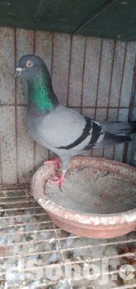 রেসার হোমা জোড়া